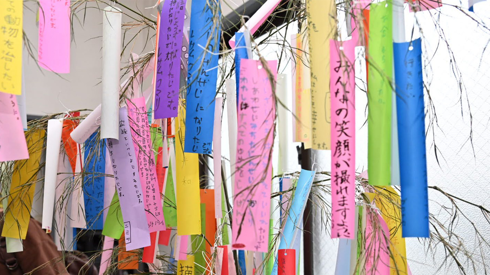 Ảnh sự kiện Tanabata 3 (hình tạm thời)